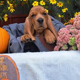 Basset Hound and Beagle Puppies from Orange Mountain Basset Hounds & Beagles