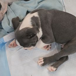 Boston Terrier Puppies from Aronow pups
