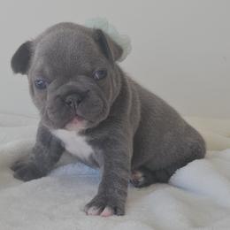 Girl 1 - Blue female French Bulldog puppy in Utah from Perfect Fit Frenchies