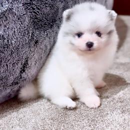 Blue Merle Parti Girl. AKC - Blue merle female Pomeranian puppy in Princeton, New Jersey from PureLove Poms.