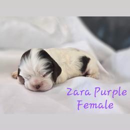 Zara purple - Brown and white female Cocker Spaniel puppy in Bonsall, California from CuttinBlue Farms