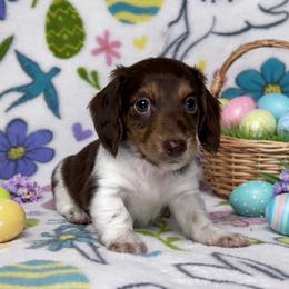 Doc - Piebald male Dachshund puppy in Poteau, Oklahoma from Sisters Dazzling Dachshunds