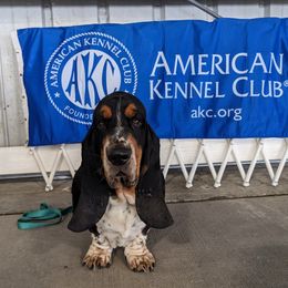 Baxter - Basset Hound