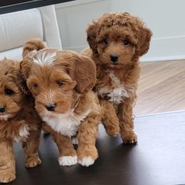 Cavapoo Puppies from Carolina Springs Breeding