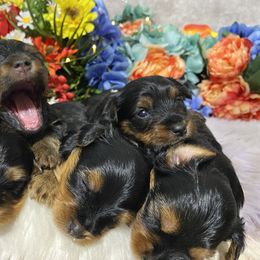 Yorkshire Terrier Puppies from Cutest AKC AZ Yorkies