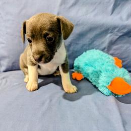 Maneet - White and blue female Rat Terrier puppy in Jerusalem, Ohio from Twin Hickory Ranch