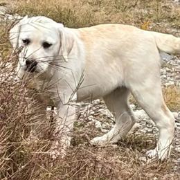 Girl 2 - female Labrador Retriever puppy in Turner, Maine from Bear Pond Retrievers