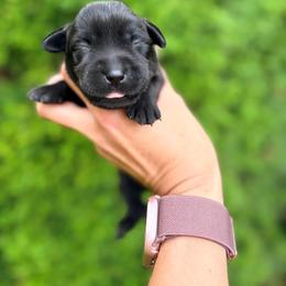 Trixie - Black female Labrador Retriever puppy in Richfield, Utah from Stormy River Retrievers