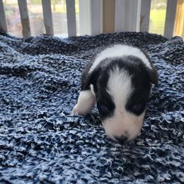 Orange collar- tri color - Black tri-color female Australian Shepherd puppy in Geneva, Florida from TGIF Doxies