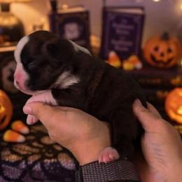 Nyx - Brindle female Boxer puppy in Red Boiling Springs, Tennessee from Silver Rain