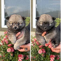 Pomeranian Puppies from Stephanie Gonzalez