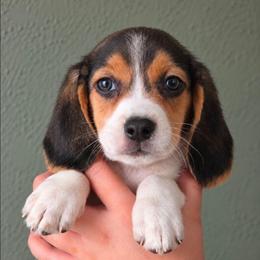 Reese - Blue tan and white male Beagle puppy in Lake City, Florida from Sunkissed Beagles