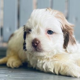 French Bulldogs, Shihpoos, and Shih Tzus from A&A Kennels