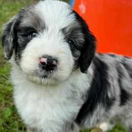Chevy - Blue merle male Aussiedoodle puppy in Churchville, New York from Bluebird Family Farm