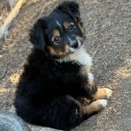Dano - Black tri male Miniature Australian Shepherd puppy in Lakeport, California from Akins Aussies/Wild Rose Ranch