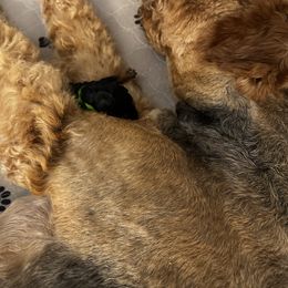 Oppy - Black and tan Airedale Terrier puppy in Lakewood, Washington from Hazel Blue Airedales