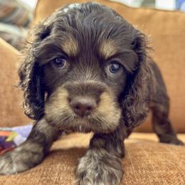 Cocker Spaniel Puppies from Dees Cockers, LLC