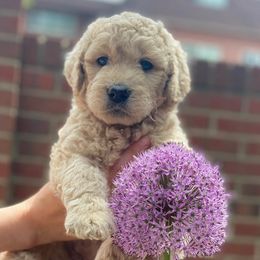 Goldendoodles from Green Land Doodles of CO