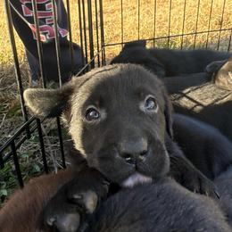 Blue - Black female Labrador Retriever puppy in Middleton, New Hampshire from Tag Hollow