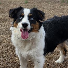 Tillie - Miniature Australian Shepherd