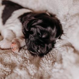 Newfoundland Puppies from Kinson Ridge Giants