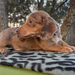Basset Hound and Dachshund Puppies from Long Dog Ranch