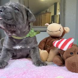 King - Gray male Cane Corso puppy in Dunnellon, Florida from High Royal Kennel