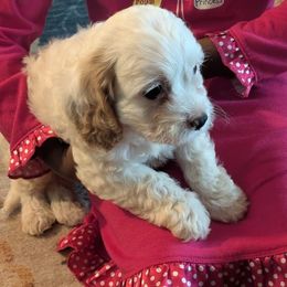 Louis - Cream male Cavapoo puppy in East Earl, Pennsylvania from Puppy Adventures LLC