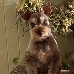 Gizmo - Miniature Schnauzer