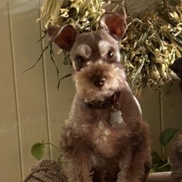 Gizmo - Miniature Schnauzer