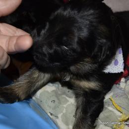 German Shepherd Puppies from Import German Shepherds of Kansas
