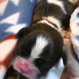 Huckleberry(Huck) - Red and white male Shih Tzu puppy in North Carolina from WillowCreek Mountain View Shih Tzu