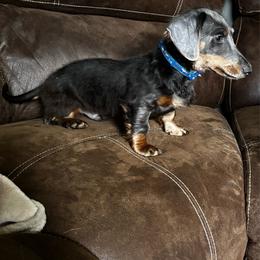 Beans - Gray (blue) and tan male Dachshund puppy in Overbrook, Kansas from The Greyline Dogs