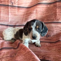 Peanut - Dapple male Dachshund puppy in Chariton, Iowa from Mia Lucky Home