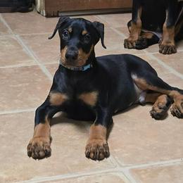 Blue collar male - Black and rust male Doberman Pinscher puppy in Houston, Texas from Draggin Dobermans & Great Danes