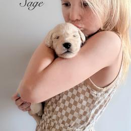 Sage - Light golden male Golden Retriever puppy in Murfreesboro, Tennessee from ATW Retrievers