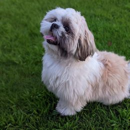 Logan - Shih Tzu