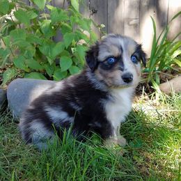 Australian Shepherd Puppies from Middle Fork Australian Shepherds