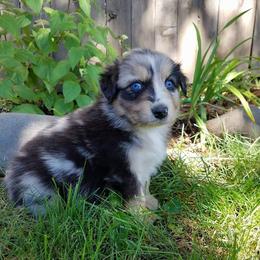Australian Shepherd Puppies from Middle Fork Australian Shepherds