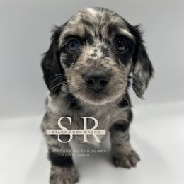 Oakley - Dapple male Dachshund puppy in Boise, Idaho from Stack Rock Mini Dachshunds