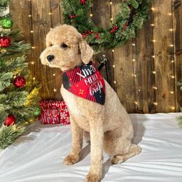 Belle - Poodle