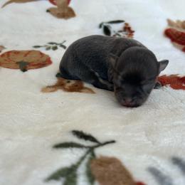 Diamond - Blue brindled fawn female Chihuahua puppy in Beckemeyer, Illinois from Guardian’s of the Chihuahuas