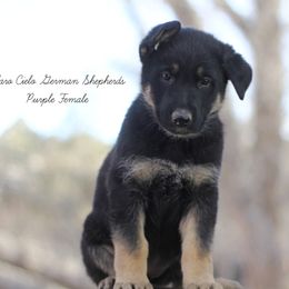 Purple female - German Shepherd puppy in Raton, New Mexico from Claro Cielo German Shepherds