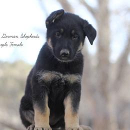 Purple female - German Shepherd puppy in Raton, New Mexico from Claro Cielo German Shepherds