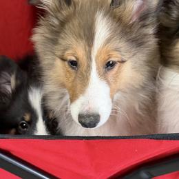 Male 1 - Sable and white male Shetland Sheepdog puppy in Hobbs, New Mexico from Kailyn Shelties