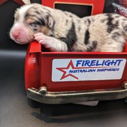 Australian Shepherd Puppies from Firelight Australian Shepherds