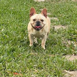 Honey - French Bulldog