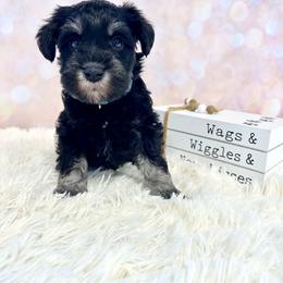 Teal collar - Black and silver female Miniature Schnauzer puppy in Springfield, Tennessee from My Lovable Schnauzers
