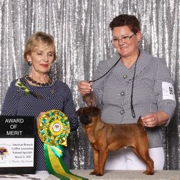 Brussels Griffons and Rottweilers from Bernkastel Rottweilers & Brussels Griffon