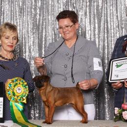 Brussels Griffons and Rottweilers from Bernkastel Rottweilers & Brussels Griffon